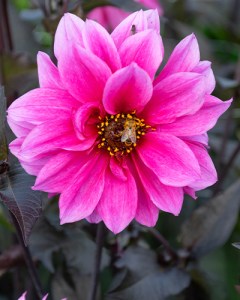 Dahlia Fascination2